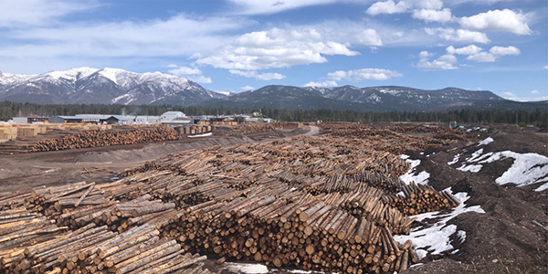 Pyramid Mountain Lumber Quality Products Buy Logs