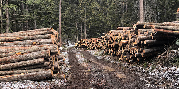 Pyramid Mountain Lumber Quality Products Land Sustainability